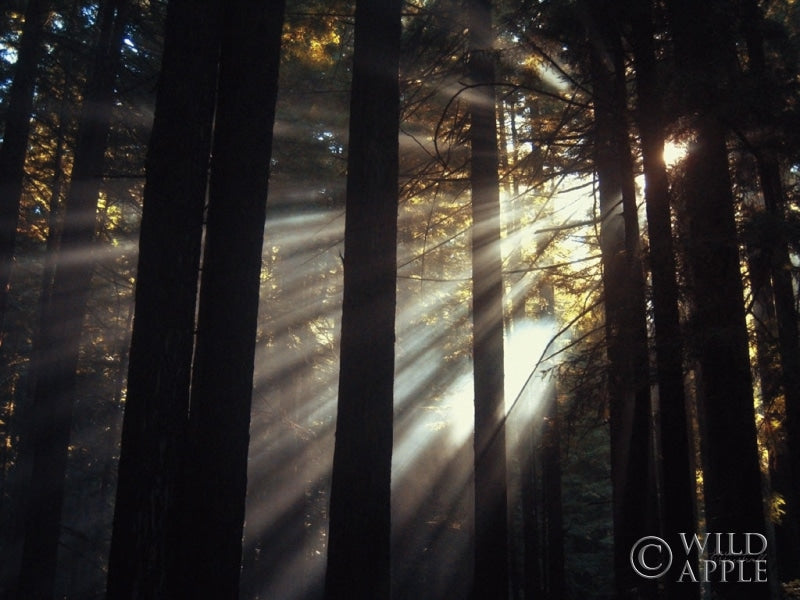 Reproduction of Sunlight Through the Woods II by Laura Marshall - Wall Decor Art