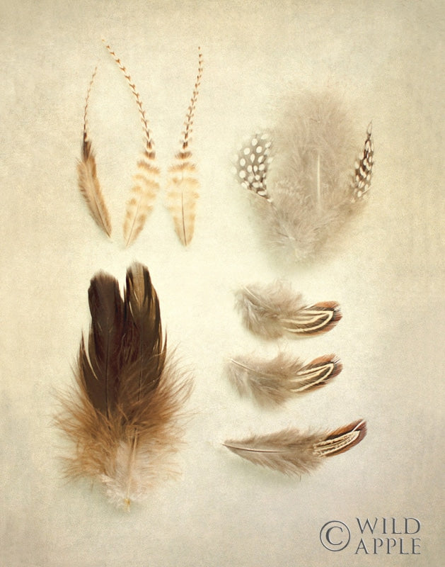 Reproduction of Feathers II by Elizabeth Urquhart - Wall Decor Art