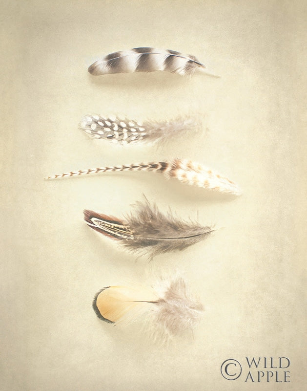 Reproduction of Feathers III by Elizabeth Urquhart - Wall Decor Art