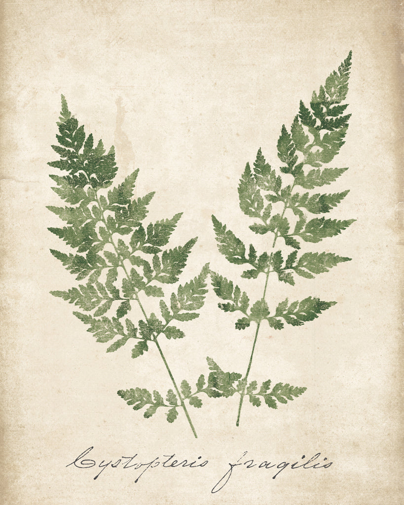 Reproduction of Vintage Ferns VII no Border Crop by Wild Apple Portfolio - Wall Decor Art