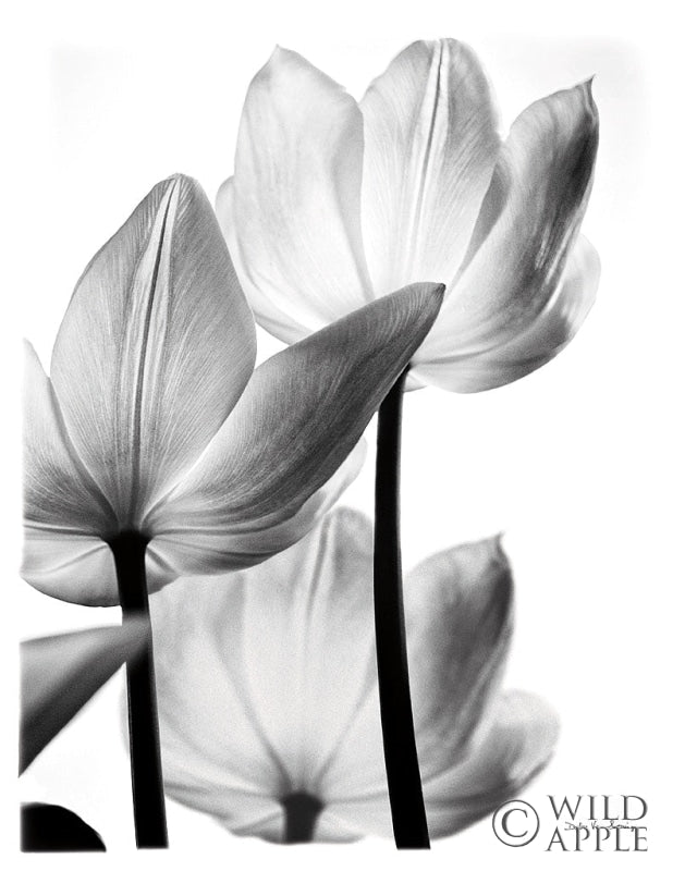 Reproduction of Translucent Tulips III no border by Debra Van Swearingen - Wall Decor Art