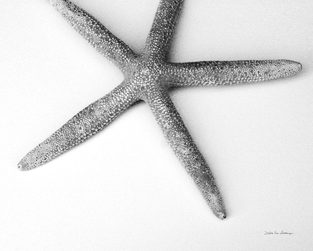 Reproduction of Starfish Detail by Debra Van Swearingen - Wall Decor Art