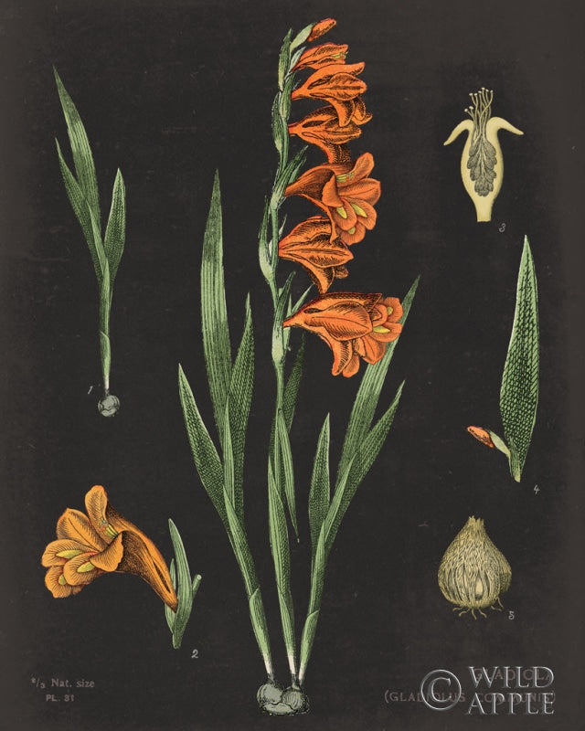 Reproduction of Gladiola Chart Crop by Sue Schlabach - Wall Decor Art