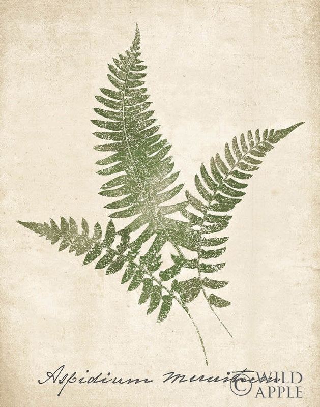 Reproduction of Vintage Ferns X no Border by Wild Apple Portfolio - Wall Decor Art