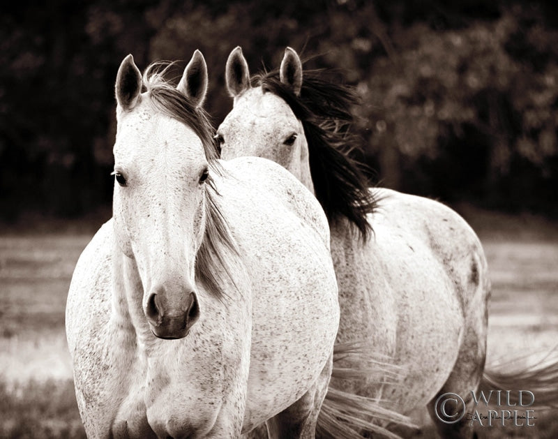 Reproduction of Two Wild Horse Sepia by Debra Van Swearingen - Wall Decor Art
