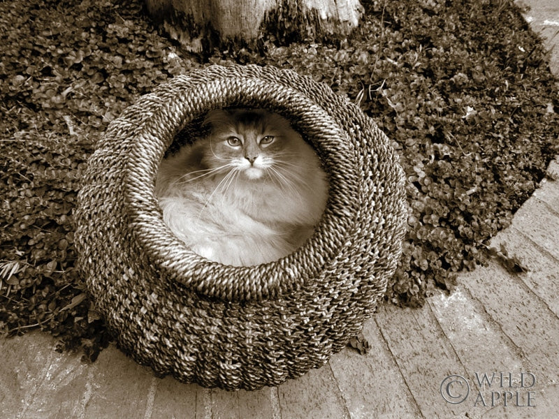 Reproduction of Cat in a Basket by Jim Dratfield - Wall Decor Art