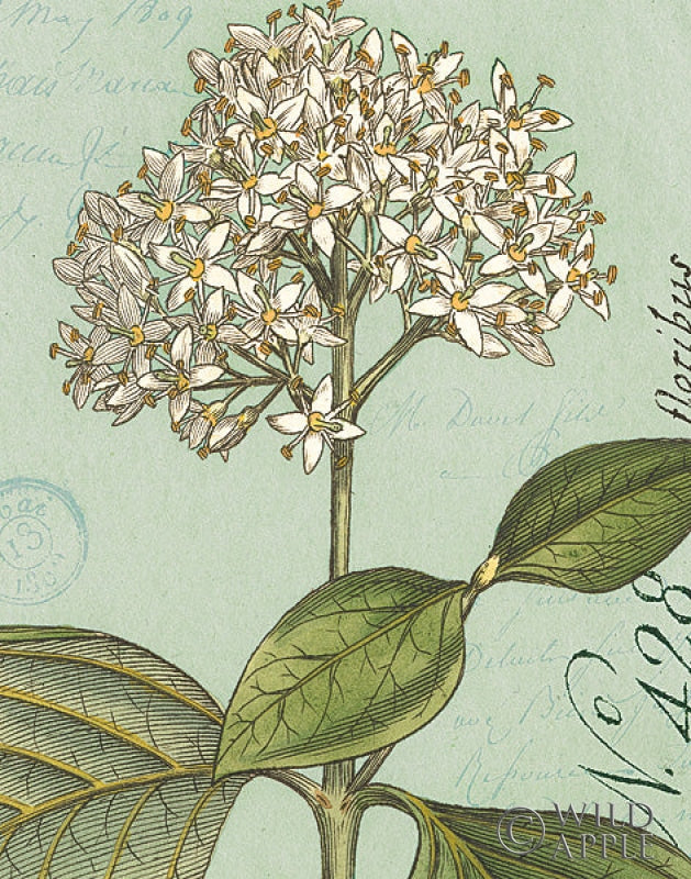 Reproduction of Botanique Bleu IV by Wild Apple Portfolio - Wall Decor Art