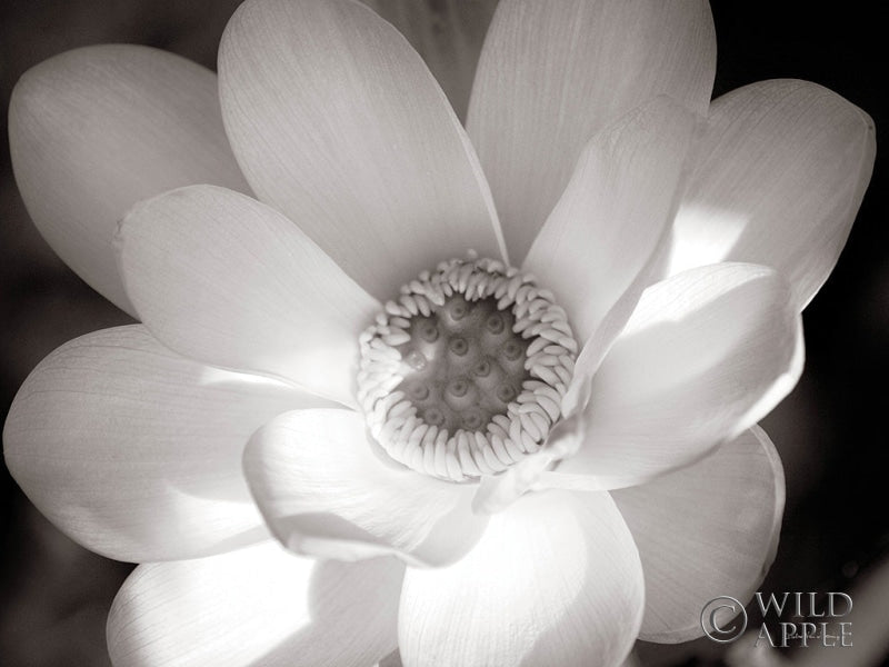 Reproduction of Lotus Flower V by Debra Van Swearingen - Wall Decor Art