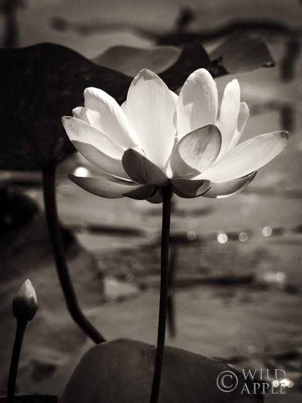 Reproduction of Lotus Flower IX by Debra Van Swearingen - Wall Decor Art