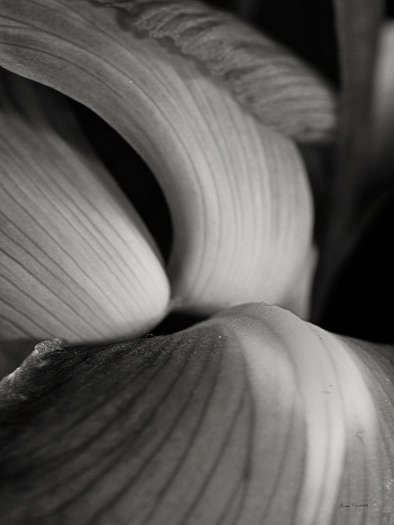 Reproduction of Iris Abstract II by Laura Marshall - Wall Decor Art