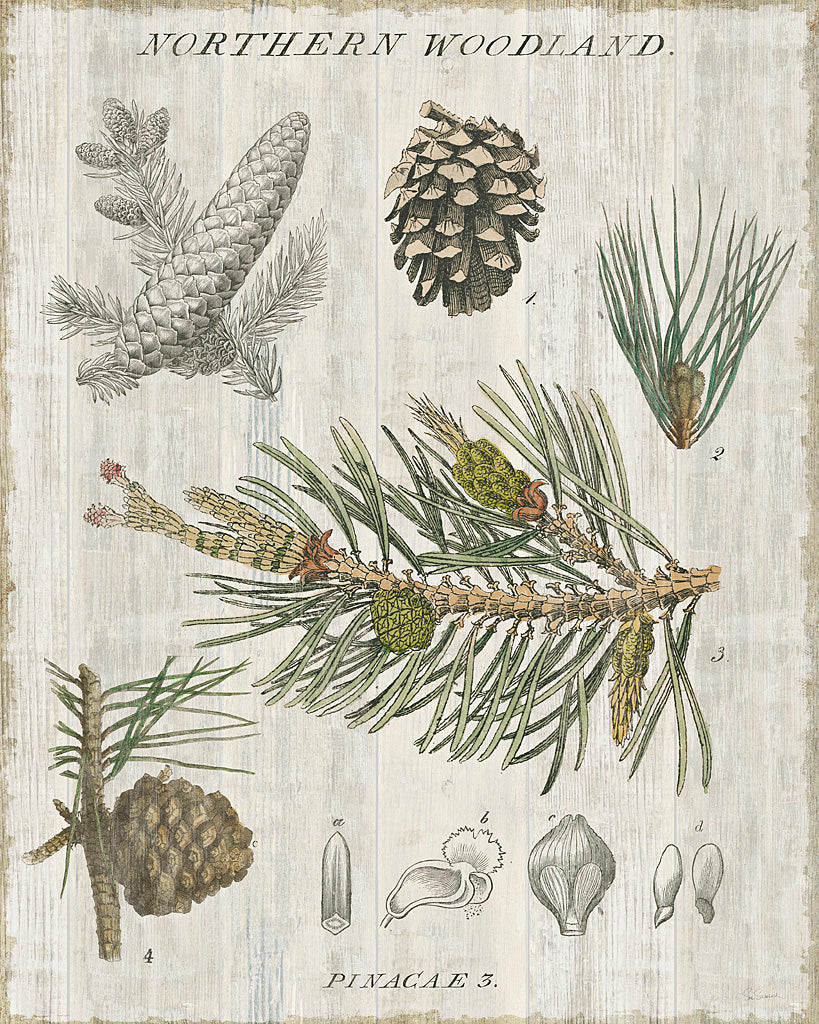 Reproduction of Woodland Chart III by Sue Schlabach - Wall Decor Art