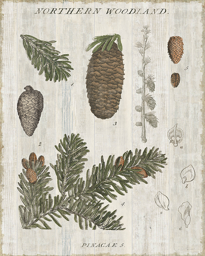 Reproduction of Woodland Chart IV by Sue Schlabach - Wall Decor Art