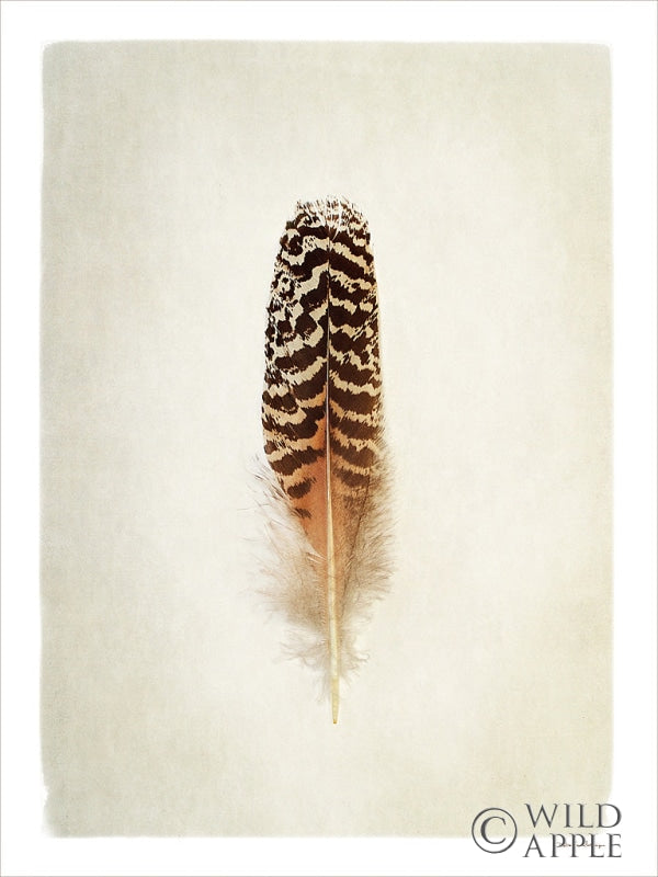Reproduction of Feather I by Debra Van Swearingen - Wall Decor Art