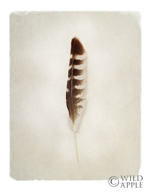 Reproduction of Feather IV by Debra Van Swearingen - Wall Decor Art