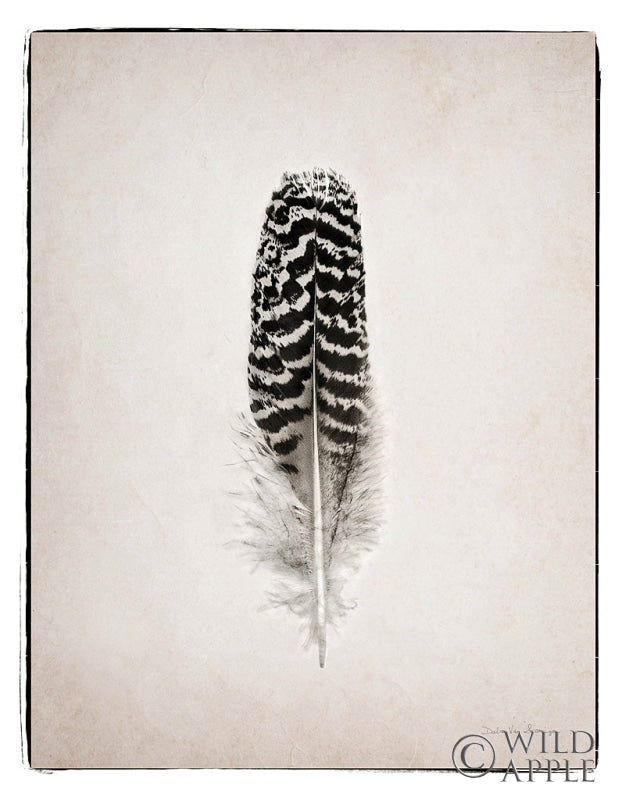 Reproduction of Feather I BW by Debra Van Swearingen - Wall Decor Art