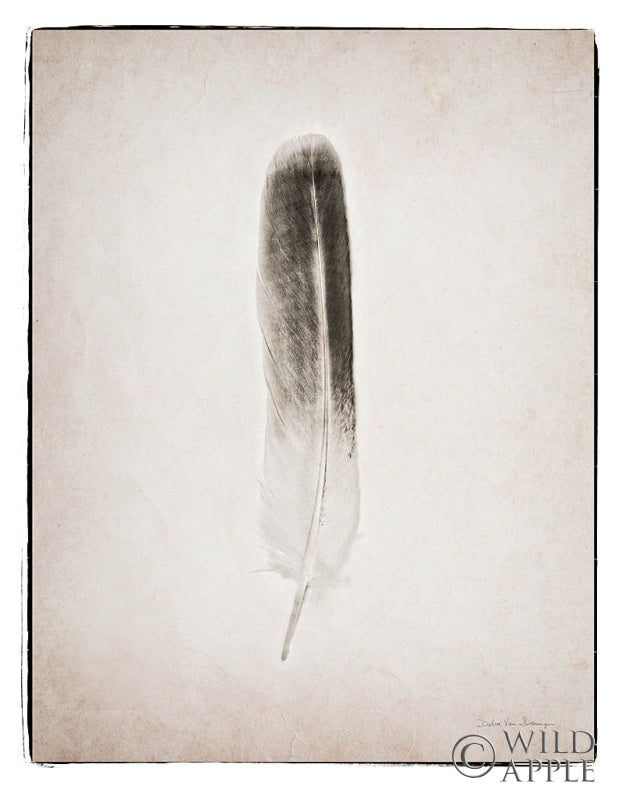 Reproduction of Feather II BW by Debra Van Swearingen - Wall Decor Art