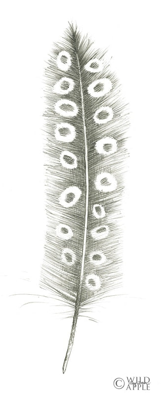 Reproduction of Feather Sketches VII by Avery Tillmon - Wall Decor Art