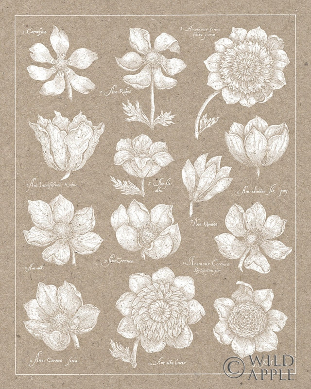 Reproduction of Anemone Plate I by Wild Apple Portfolio - Wall Decor Art