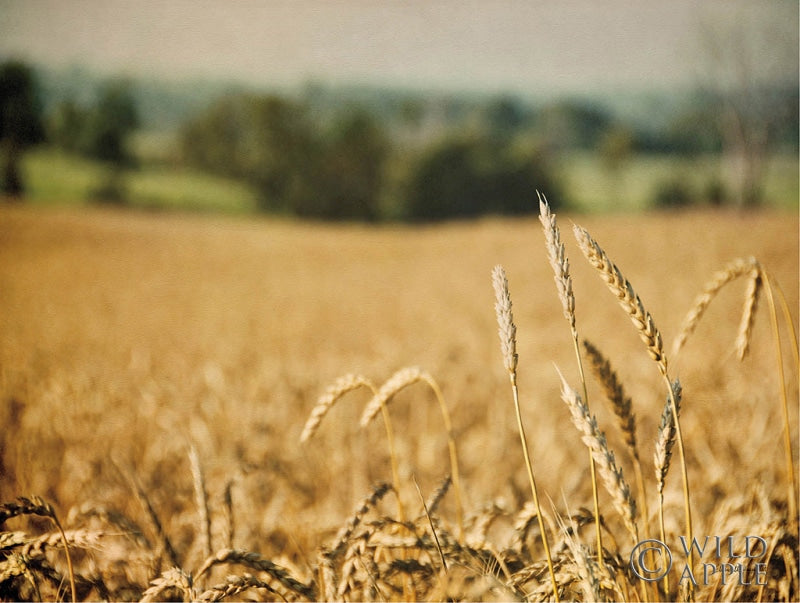 Reproduction of Blissful Country I by Elizabeth Urquhart - Wall Decor Art