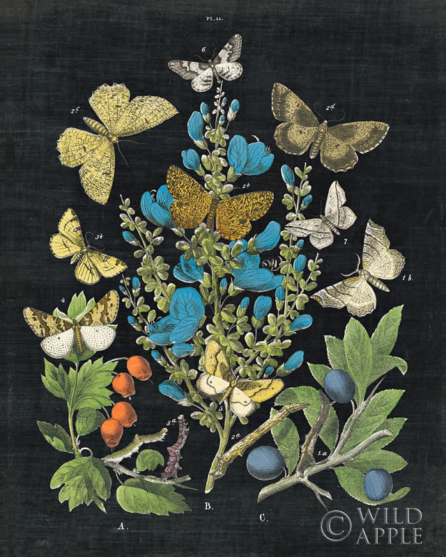 Reproduction of Butterfly Bouquet on Black II by Wild Apple Portfolio - Wall Decor Art