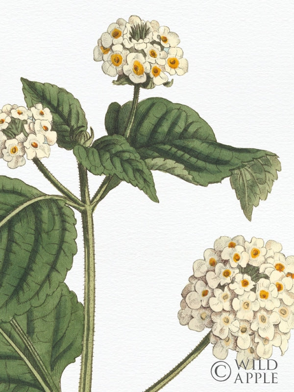 Reproduction of Botanique Bleu I on White No Words Crop by Wild Apple Portfolio - Wall Decor Art