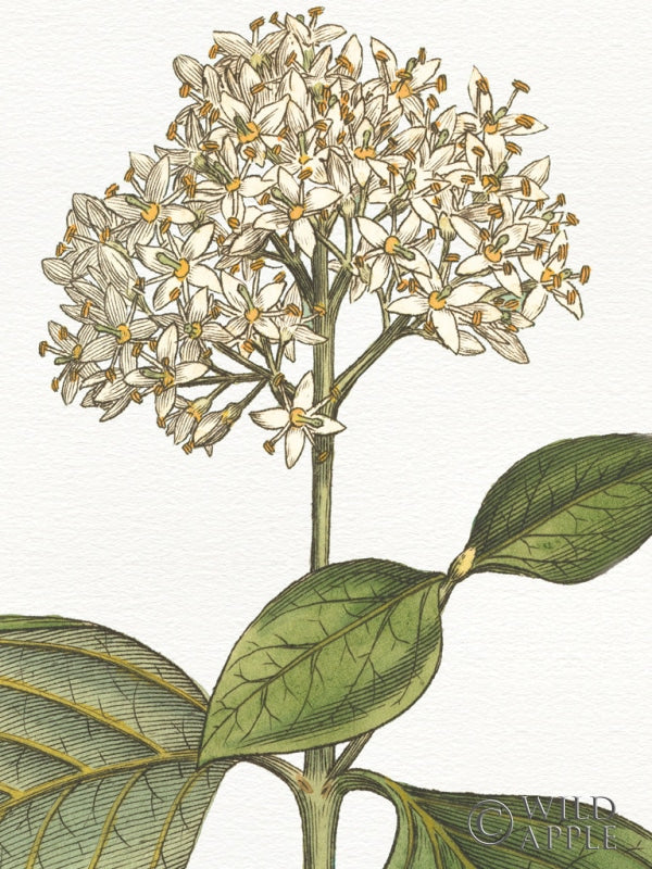 Reproduction of Botanique Bleu IV on White No Words Crop by Wild Apple Portfolio - Wall Decor Art