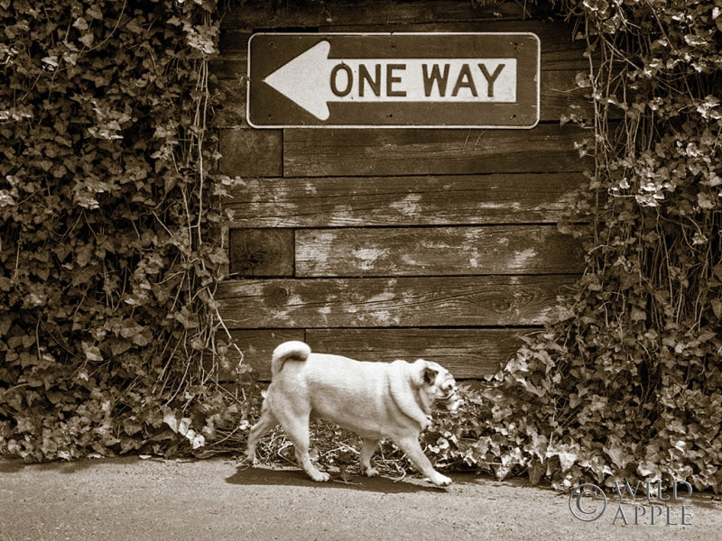 Reproduction of Which Way by Jim Dratfield - Wall Decor Art