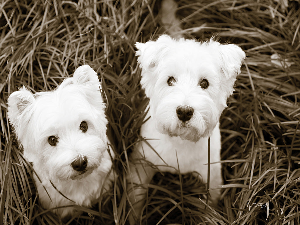 Reproduction of Such Cuties by Jim Dratfield - Wall Decor Art