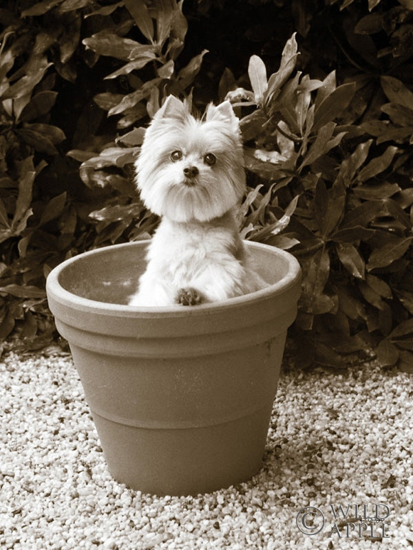 Reproduction of In the Garden by Jim Dratfield - Wall Decor Art