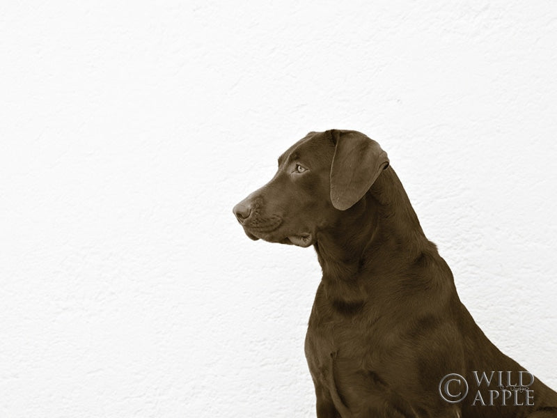 Reproduction of I See You Crop by Jim Dratfield - Wall Decor Art