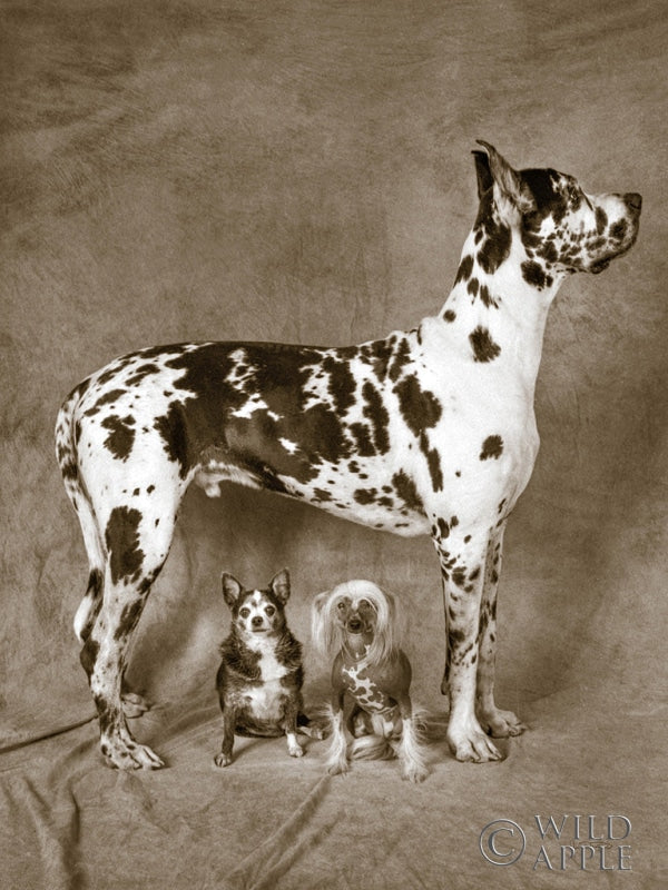 Reproduction of Cover Up by Jim Dratfield - Wall Decor Art