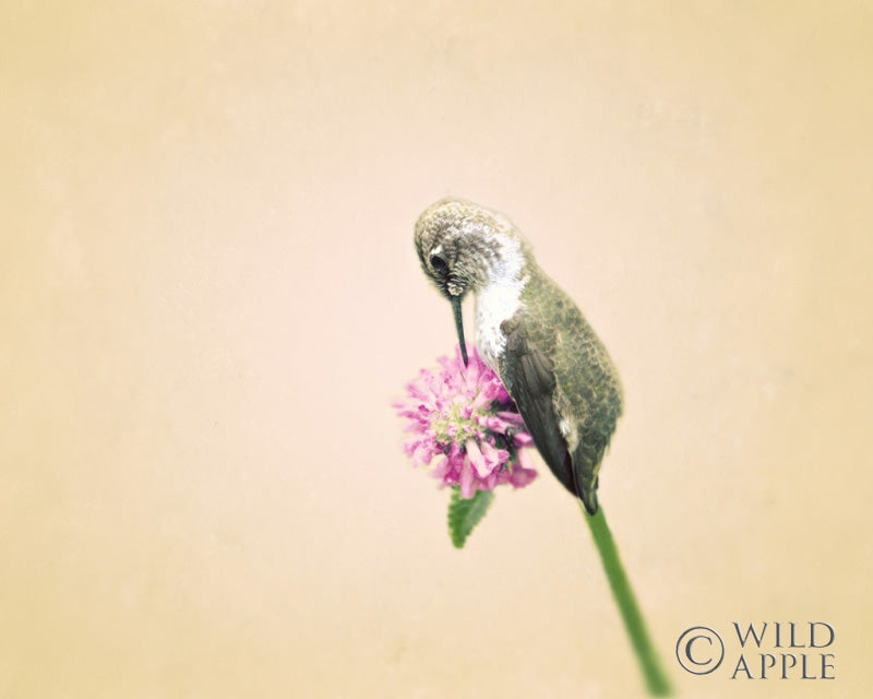 Reproduction of Resting II by Elizabeth Urquhart - Wall Decor Art