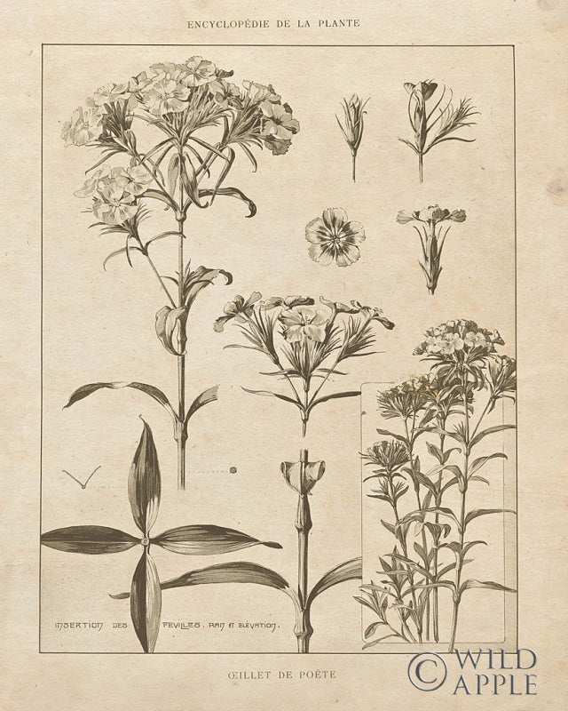 Reproduction of Phlox Vintage by Wild Apple Portfolio - Wall Decor Art