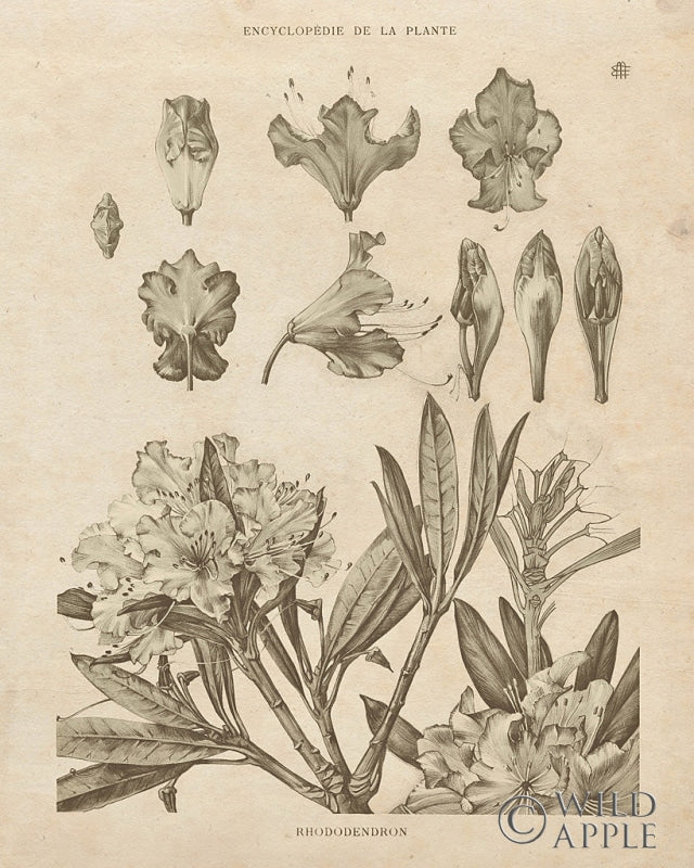 Reproduction of Rhododendrons Vintage by Wild Apple Portfolio - Wall Decor Art