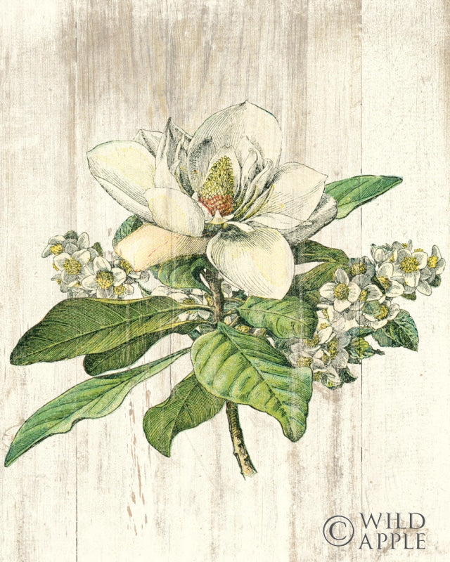 Reproduction of Magnolia de Printemps no Words by Sue Schlabach - Wall Decor Art
