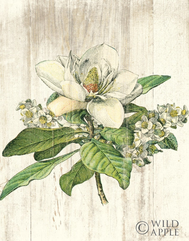Reproduction of Magnolia de Printemps no Words by Sue Schlabach - Wall Decor Art