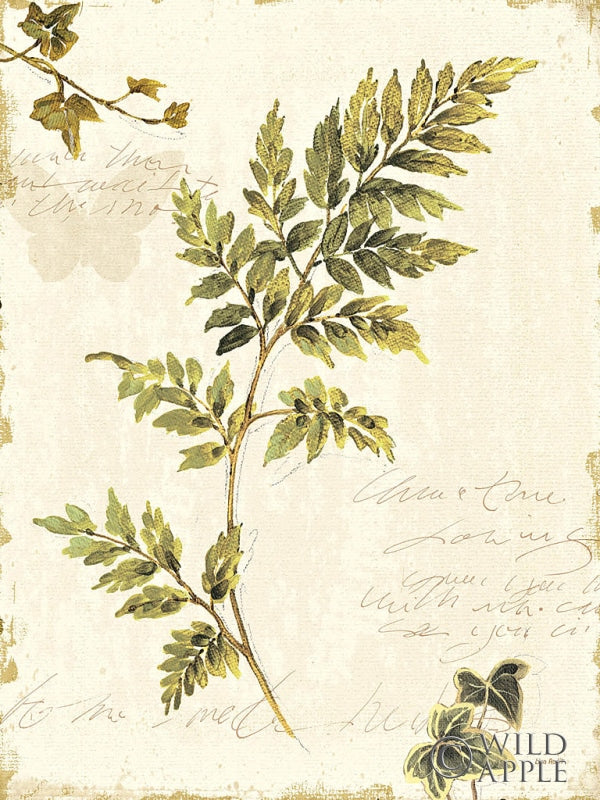 Reproduction of Ivies and Ferns III no Dragonfly by Lisa Audit - Wall Decor Art