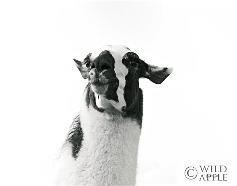 Reproduction of Loveable Llama I by Laura Marshall - Wall Decor Art