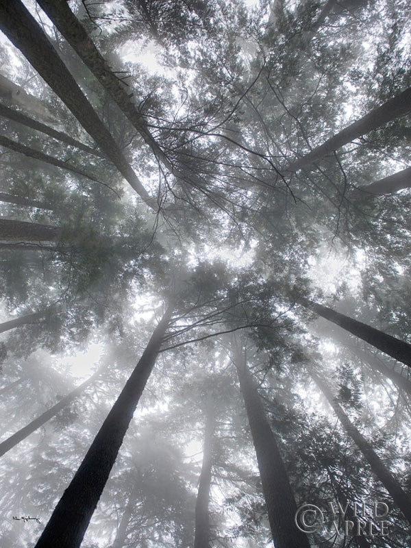 Reproduction of Fir Trees I by Alan Majchrowicz - Wall Decor Art