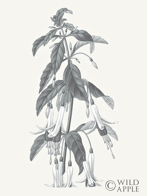Reproduction of Neutral Botanical I by Wild Apple Portfolio - Wall Decor Art