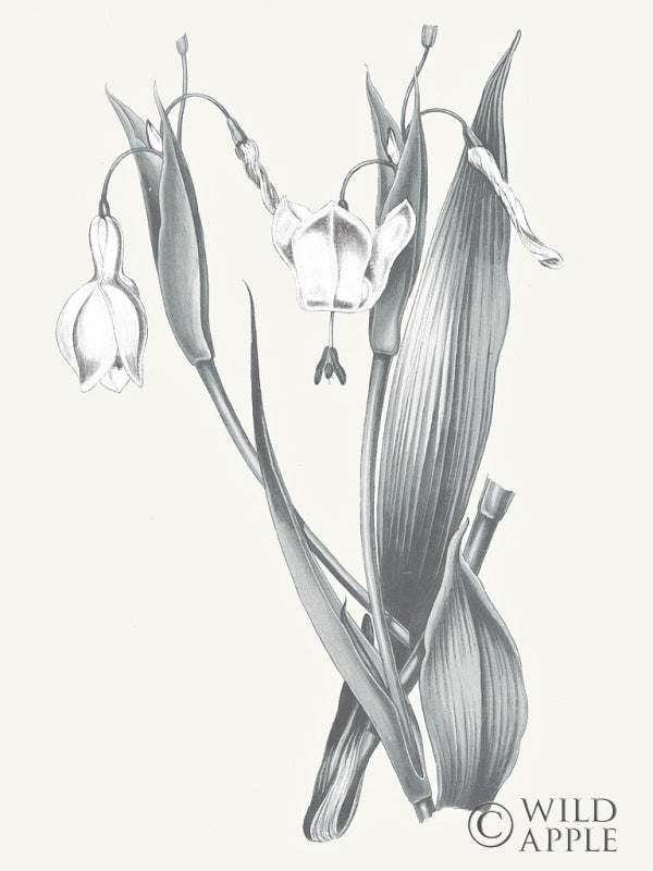 Reproduction of Neutral Botanical II by Wild Apple Portfolio - Wall Decor Art