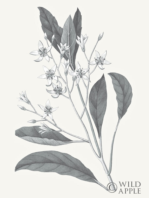 Reproduction of Neutral Botanical V by Wild Apple Portfolio - Wall Decor Art