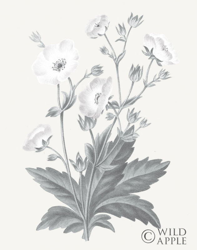 Reproduction of Neutral Botanical VI by Wild Apple Portfolio - Wall Decor Art