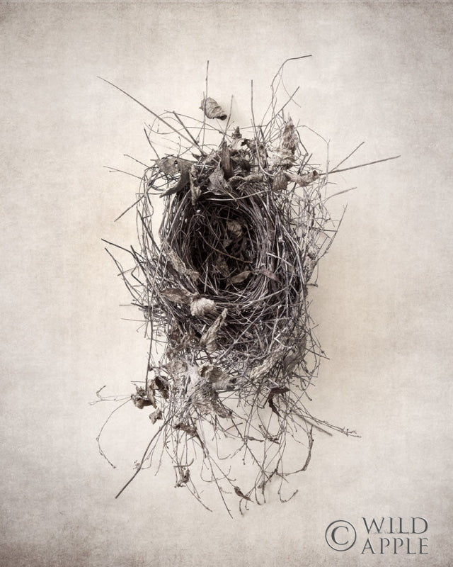 Reproduction of Nest II by Debra Van Swearingen - Wall Decor Art