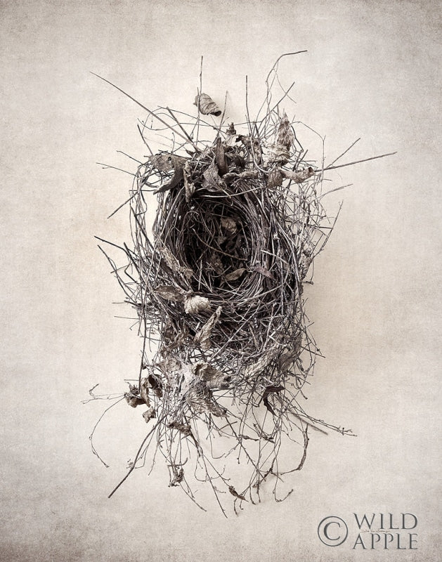 Reproduction of Nest II by Debra Van Swearingen - Wall Decor Art