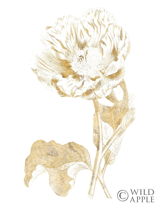 Reproduction of Gilded Botanical VII by Wild Apple Portfolio - Wall Decor Art