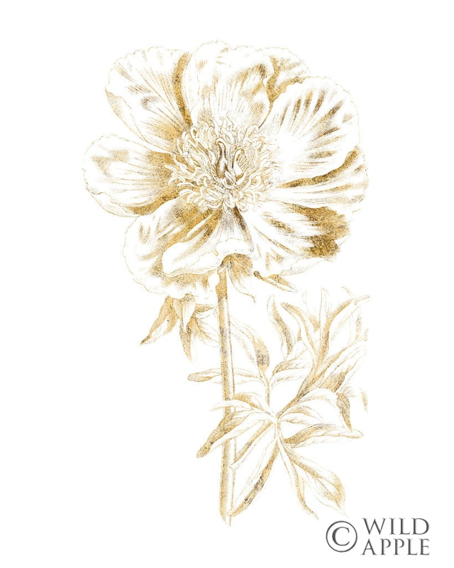 Reproduction of Gilded Botanical VIII by Wild Apple Portfolio - Wall Decor Art