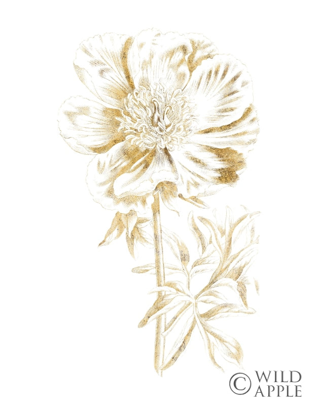 Reproduction of Gilded Botanical VIII by Wild Apple Portfolio - Wall Decor Art