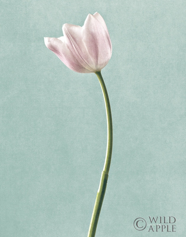 Reproduction of Light Tulips I Harbor Gray by Debra Van Swearingen - Wall Decor Art