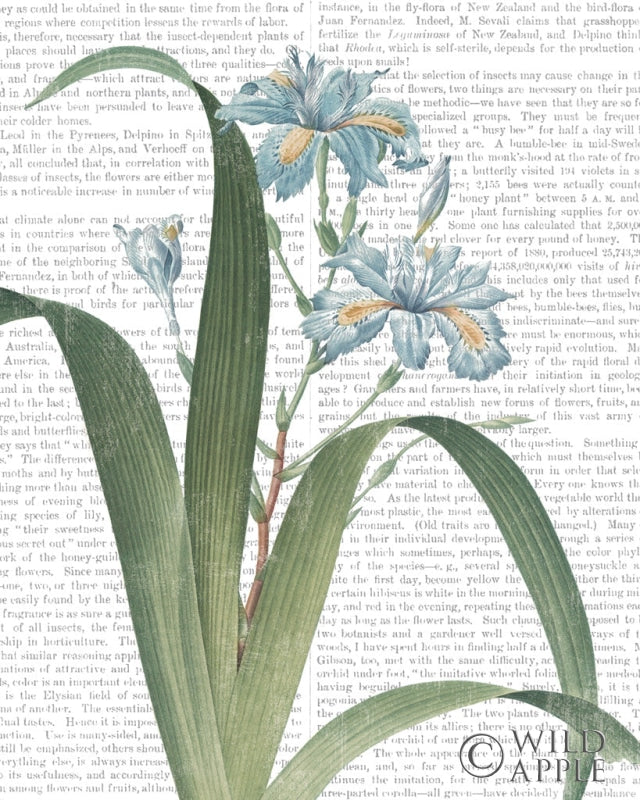 Reproduction of Summer Botanicals III by Wild Apple Portfolio - Wall Decor Art